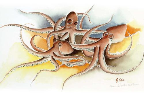 27 Danza-del-polpo-mediterraneo-2005-acquarello-60-x-40-cm